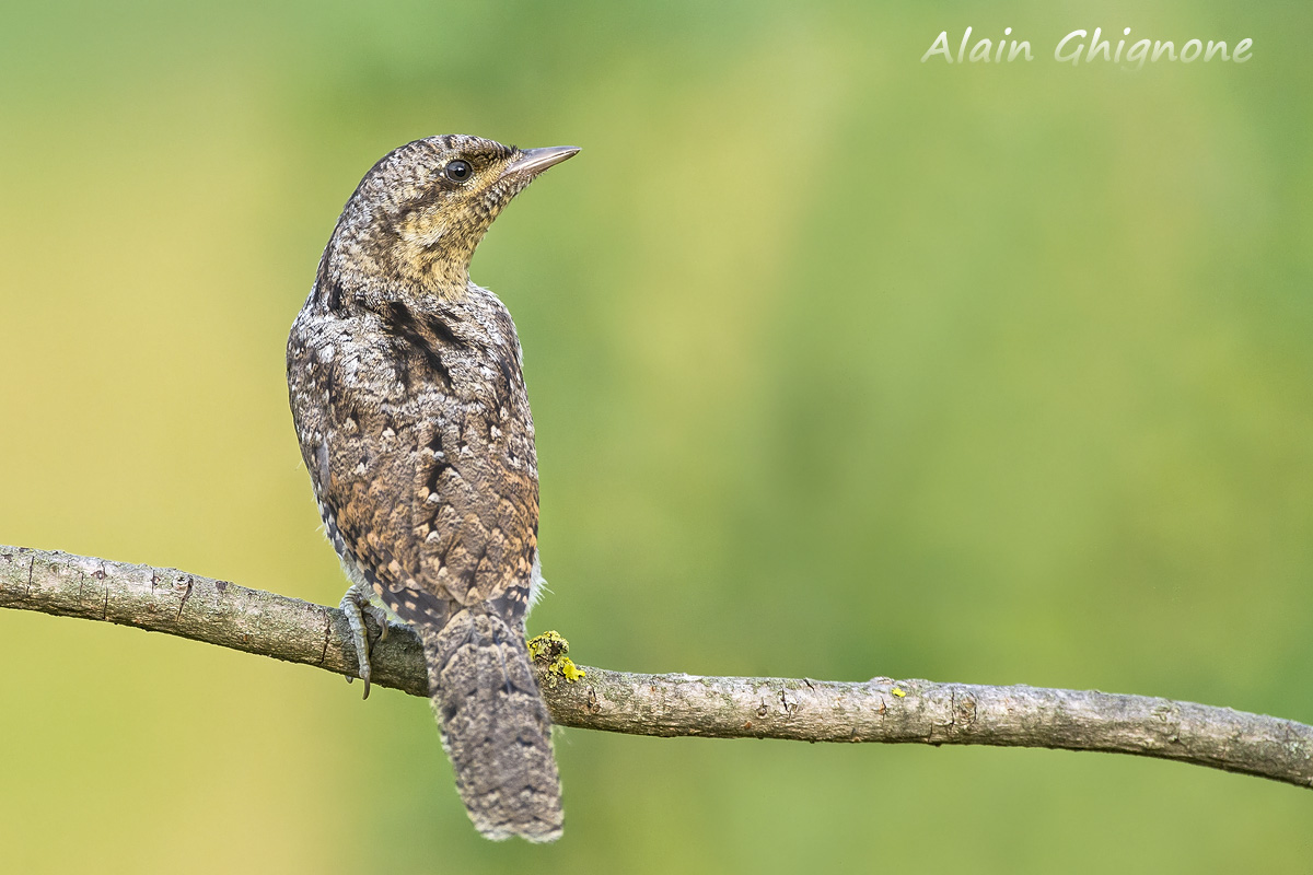curiosit� fuori stagione (torcicollo)